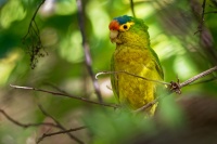 Aratinga oranzovocely - Eupsittula canicularis - Orange-fronted Parakeet o0583